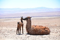 Lama met jong