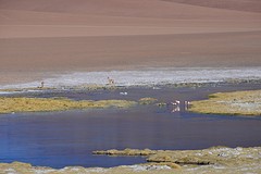 Laguna paso jama