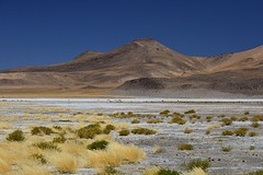Salar pado jana