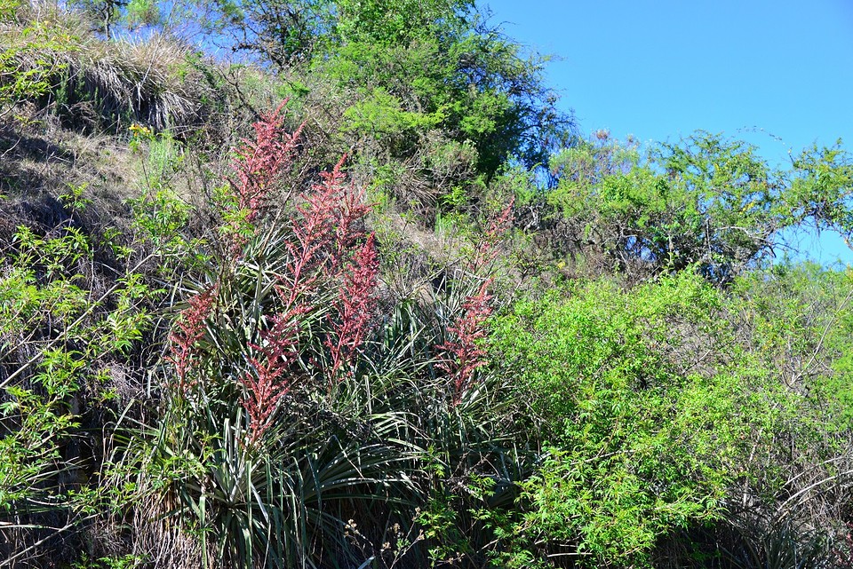 Bromelia1
