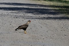 Roofvogel
