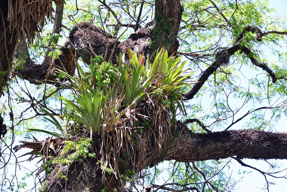 Bromelia2