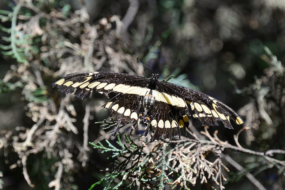 Vlinder