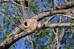 Vogel bij nest