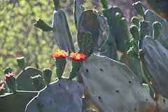 Cactus bloem