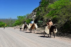 Gauchos