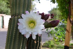 Nacht bloem cactus