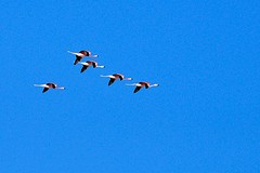 Flamingo's in de vlucht