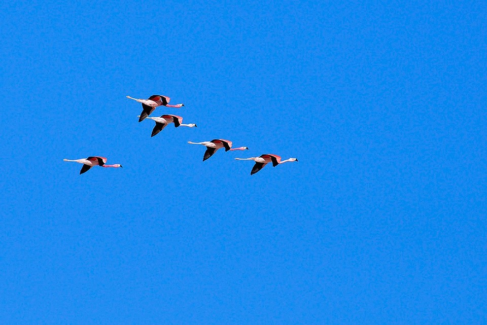 Flamingo's in de vlucht