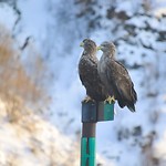 2 zeearenden op eeb paal
