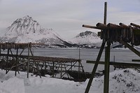 Visrekjen aan het Gimøyfjord