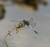 Platbuik libelle