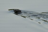 Bever