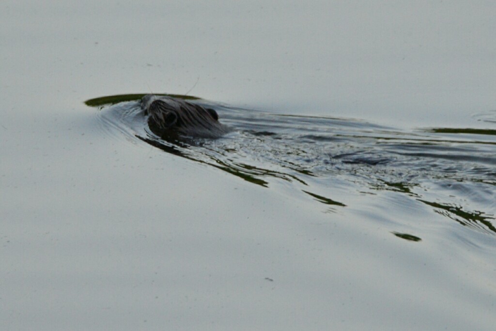 Bever