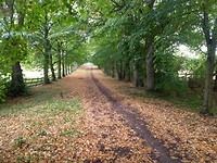 Fietspad door het bos