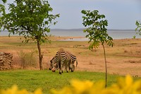 Zebra,s bij Warthogs lodge
