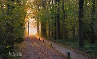 Bos bij zonsondergang