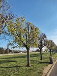 Vlak bij Tours