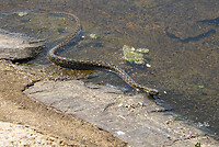 DSC_8470 adder-ringslang kl wm