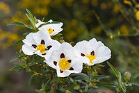 DSC_8866 cistus lafanifer kl wm