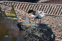 DSC_9162 ooievaars op nest klwm