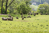 DSC_9283 gieren kl wm