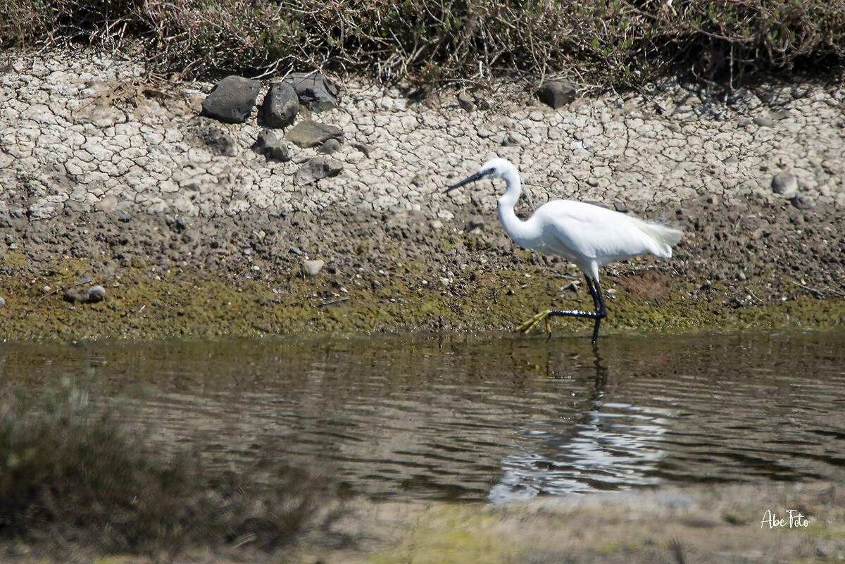 DSC_9354 kleine zilverreiger kl wm