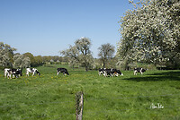 DSC_9408 Normandie kl wm
