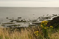 De kustlijn bij Berwick