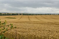 Graanveld
