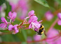 Hommel in wilgenroos 1