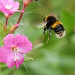 Hommel bij wilgenroos  2