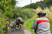 Boom op de weg