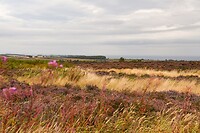 De heide met de zee op de achtergrond