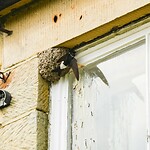 Huiszwaluw bij haar nest