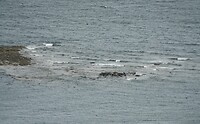 Zeehonden