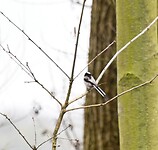 Staartmeesje