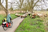 Schapen op de weg
