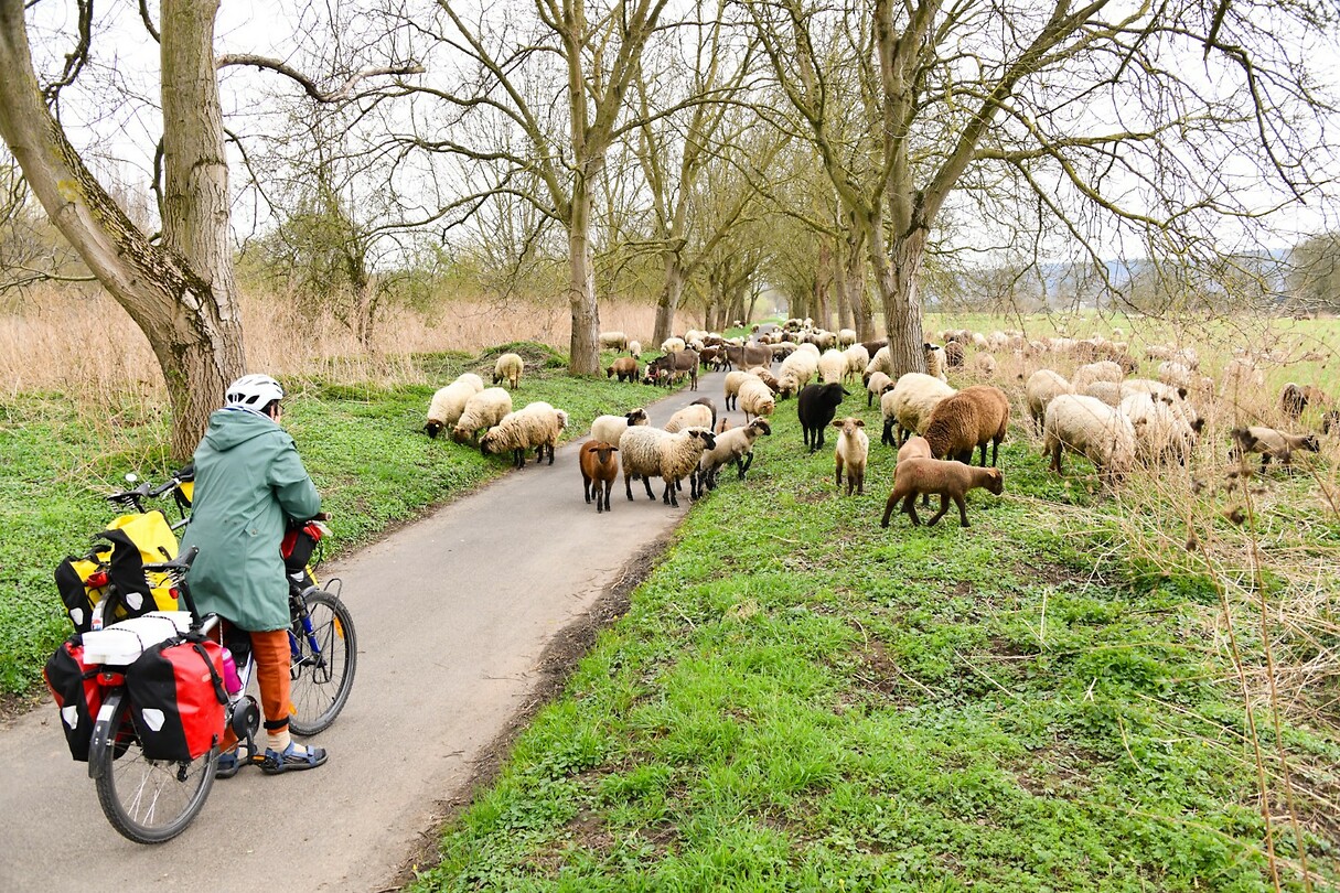 Schapen op de weg