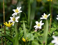 Bosannemonen