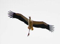 Ooievaar in de vlucht