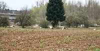 Ooievaars fourageren