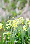 Sleutelbloem