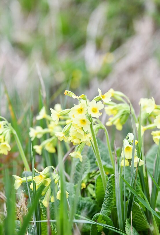Sleutelbloem