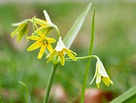 Gele bos melkster
