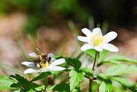 Honingbij op bosannemoon