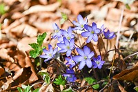 Blauwe annemoontjes
