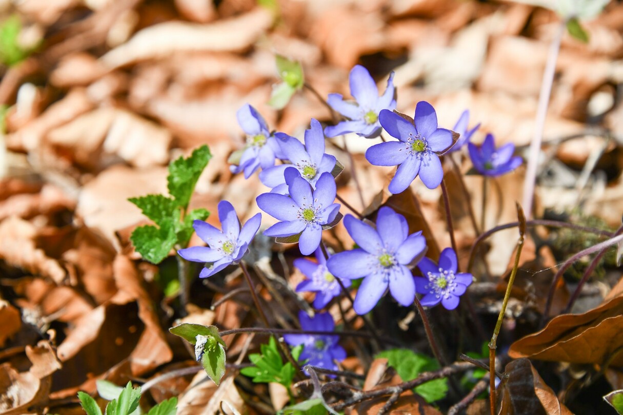 Blauwe annemoontjes