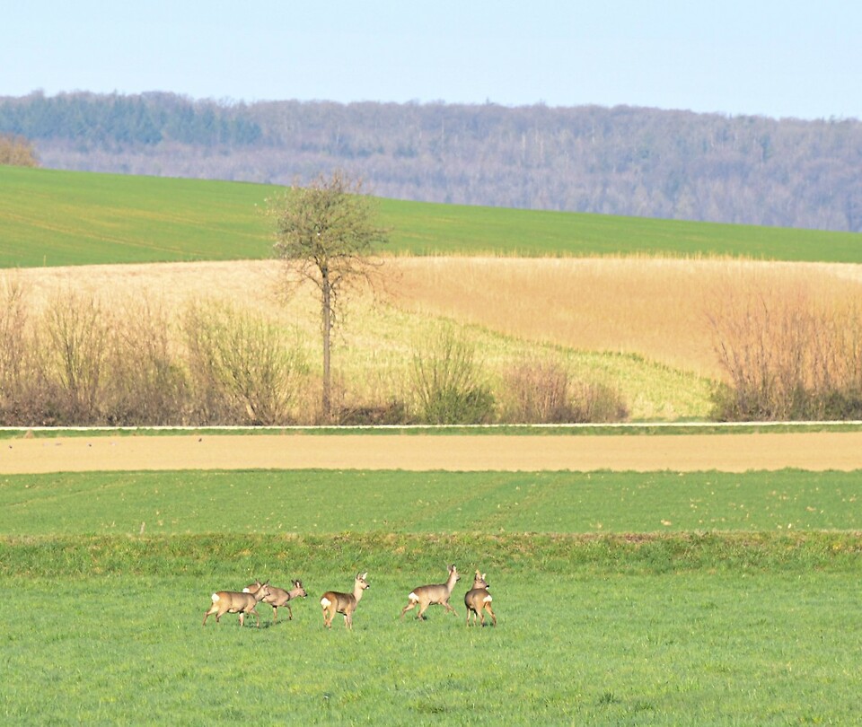 Reeen in het veld bij Graben
