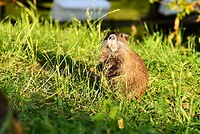 Muskusrat